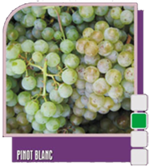 Burgundac beli (Бургундский белый) Burgundac beli (Бургундский белый)