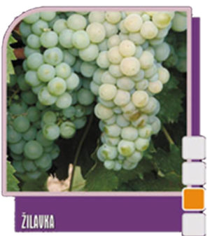 Žilavka (Жилавка) Žilavka (Жилавка)