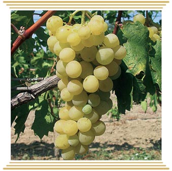 Kraljica vinograda (Королева виноградников) Kraljica vinograda (Королева виноградников)