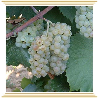 Aligote (Алиготе) Aligote (Алиготе)