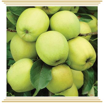 Jabuka Golden delicious clone B Jabuka Golden delicious clone B