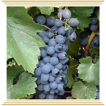 Moldova (Молдова) Moldova (Молдова)