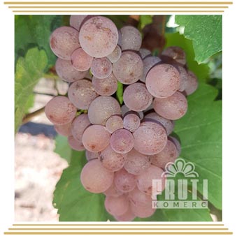 Traminac (Траминац) Traminac (Траминац)