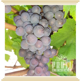 Burgundac sivi (Бордовый серый) Burgundac sivi (Бордовый серый)