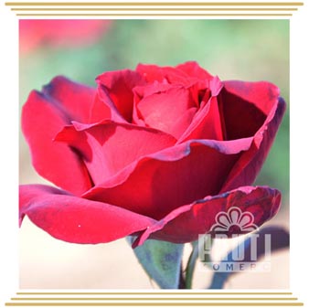Red Dens