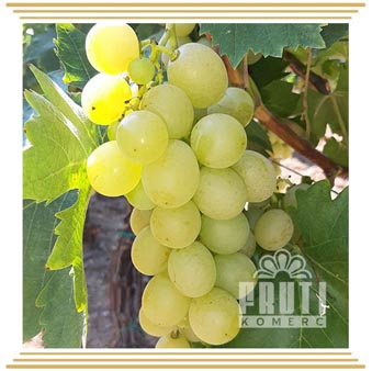 Muscat Italy (Muscat Italy) Muscat Italy (Muscat Italy)