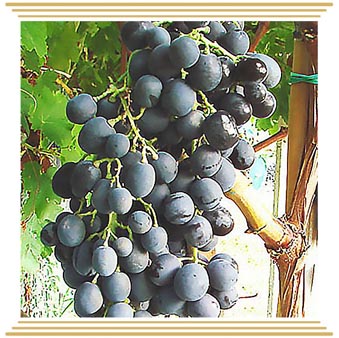Ribier (Рибье) Ribier (Рибье)