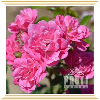 Mini roze Mini roze