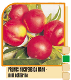 Nektarina Prunus persica nano – mini nektarina Nektarina Prunus persica nano – mini nektarina