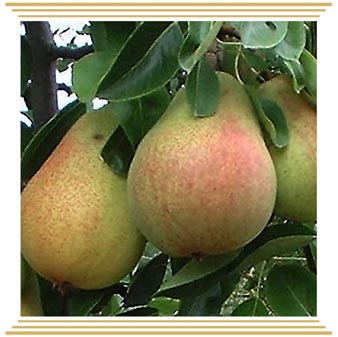 Kruška Clapps favourite Kruška Clapps favourite