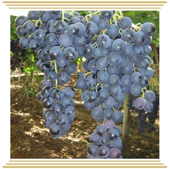 Mišel Palieri (Мишель Пальери) Mišel Palieri (Мишель Пальери)