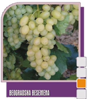 Beogradska besemena (Белградская бесемена) Beogradska besemena (Белградская бесемена)