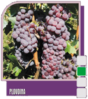 Plovdina (Пловдина) Plovdina (Пловдина)